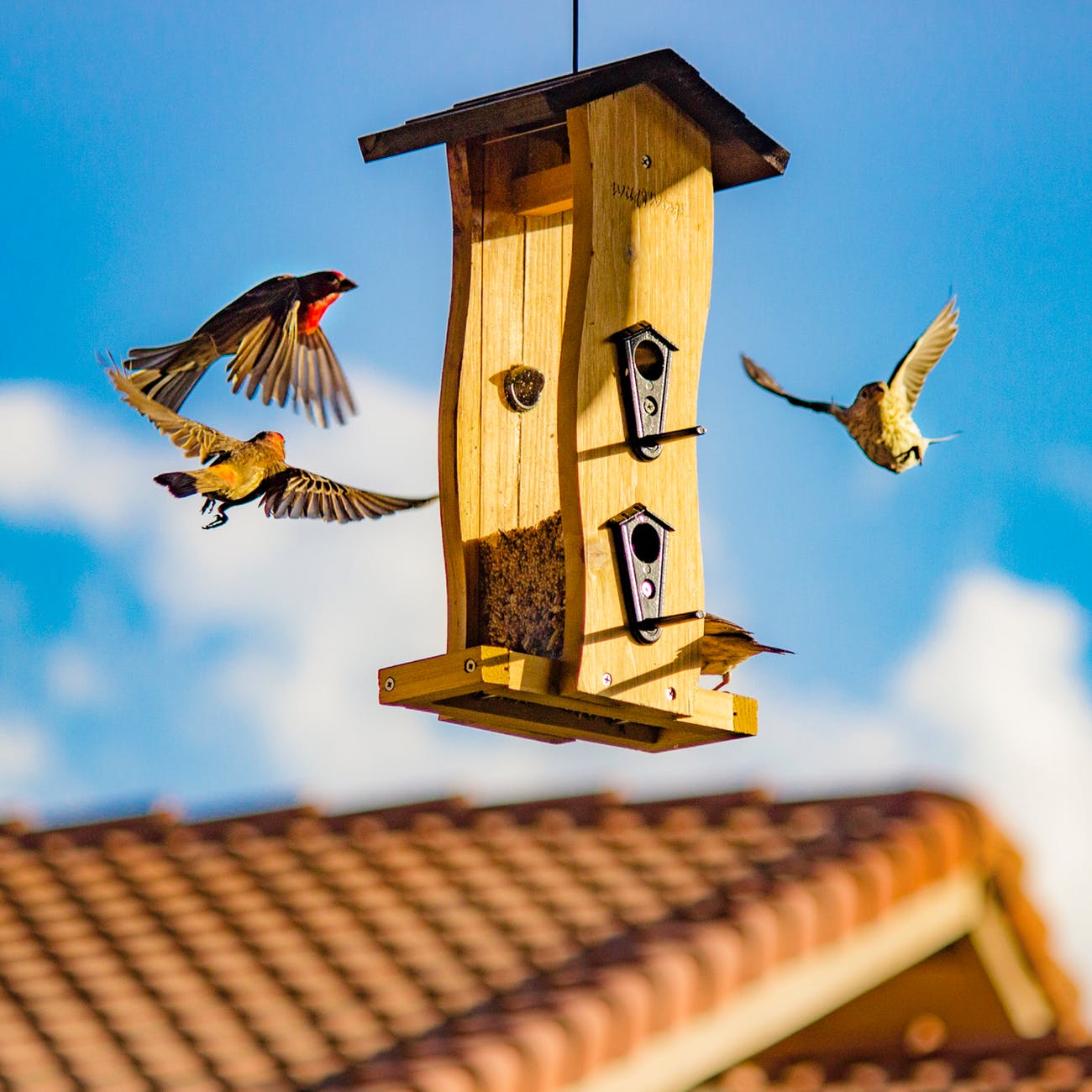 brown and beige finch birds surround bird house